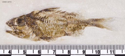 Myripristis leptacanthus Agassiz
