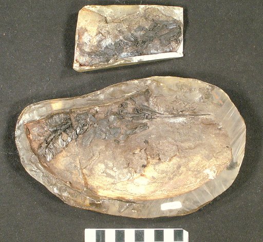 Aspidorhynchus arawaki Brito