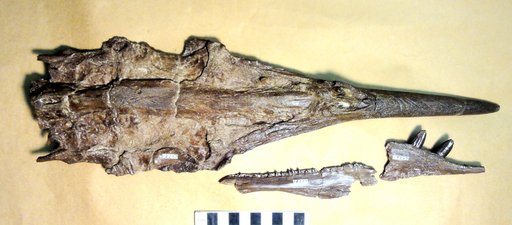 Protosphyraena cf. nitida Gilmore