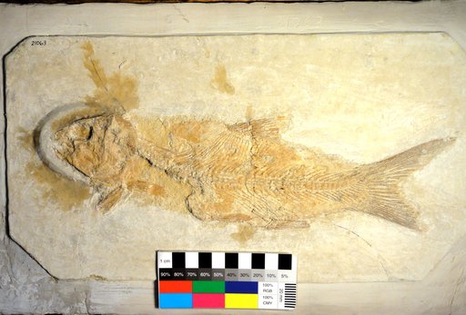 Ionoscopus cyprinoides (Wagner, 1863)