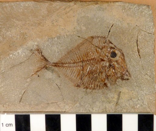Pycnodus gibbus Agassiz