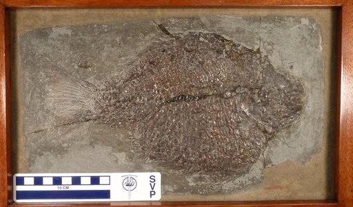Dapedium colei Agassiz