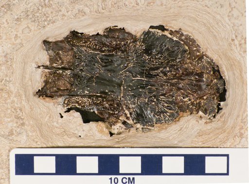 Phareodus sp