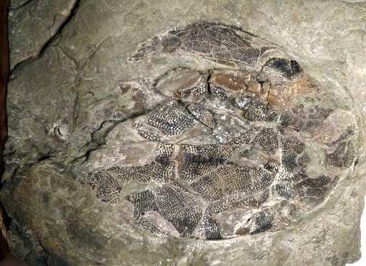 Bothriolepis canadensis (Whiteaves)