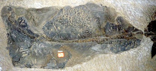 Dunkleosteus cf. terrelli (Newberry)