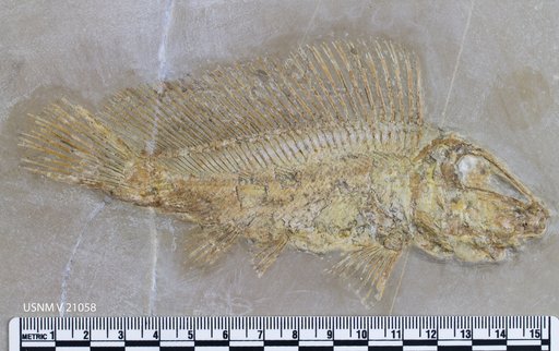 Macrosemius rostratus Agassiz, 1834