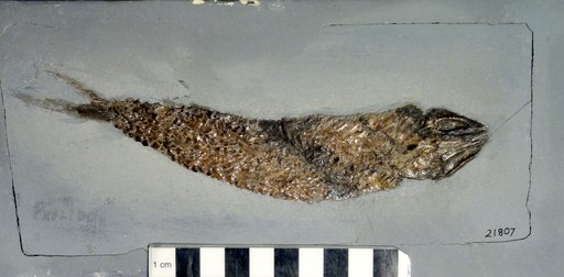 Pholidophorus bechei Agassiz