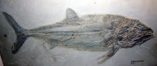 Pachycormus bollensis Quenstedt