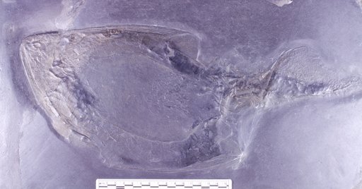 Drepanaspis gemuendenensis Schluter
