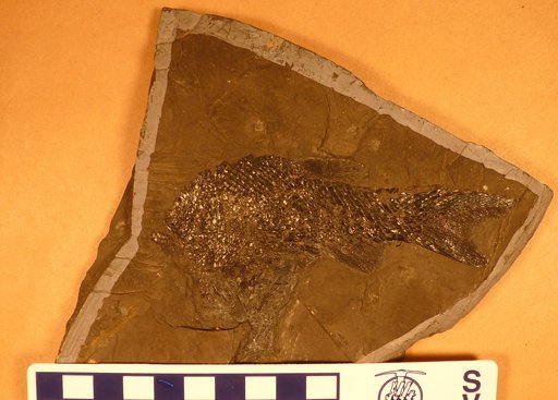 Amblypterus blainvillei Agassiz