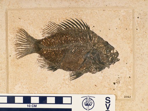 Priscacara serrata Cope