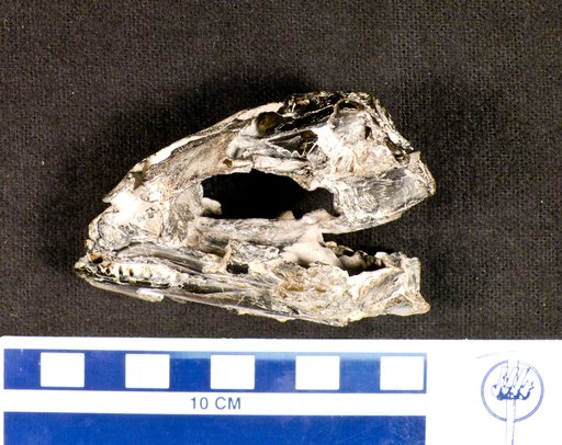 Scombrinus macropomus (Agassiz)