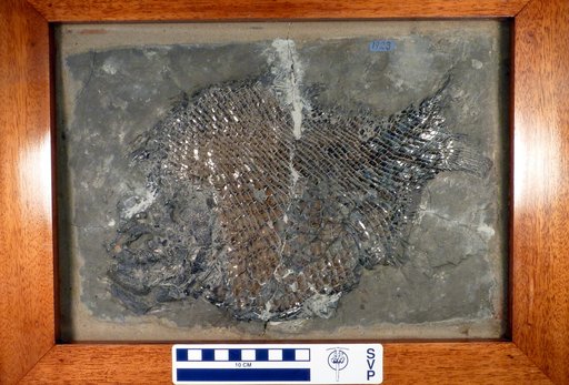 Dapedium politus Leach