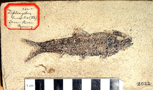 Knightia sp