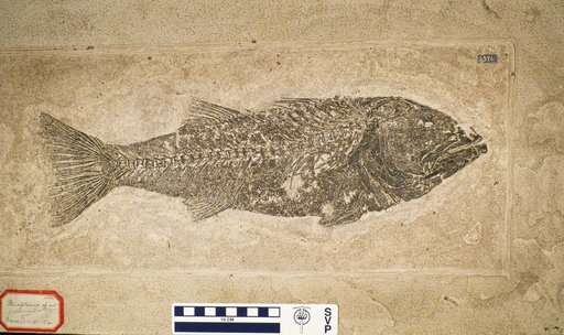 Mioplosus labracoides Cope