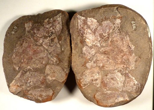 Coccosteus decipiens Agassiz