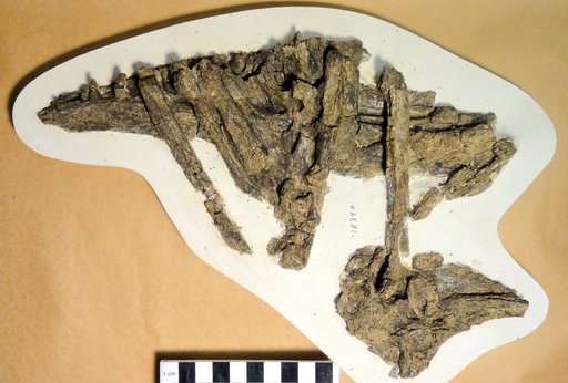 Cimolichthys nepaholica (Cope, 1872)