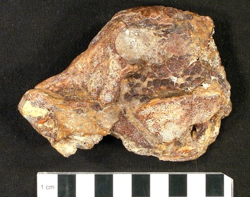 Micropycnodon gaynaisensis Nursall, 1999