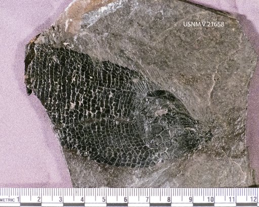 Redfieldia gracilis (Redfield)