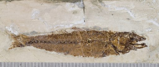 Cyclopoma cf. micracanthum (Agassiz)