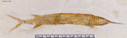 Belonostomus muensteri Dunkle