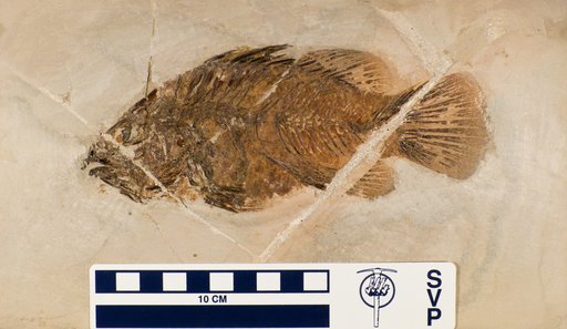Lates gracilis Agassiz, 1833