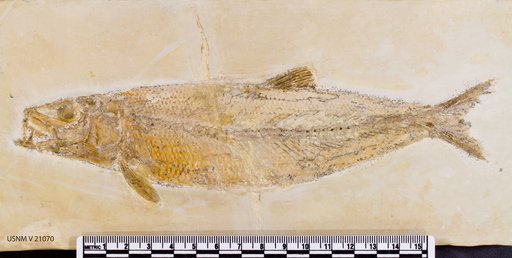 Leptolepis dubia