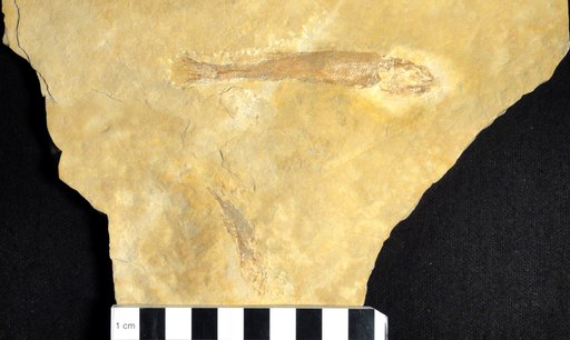 Ophiopsis macrodus Thiolliere