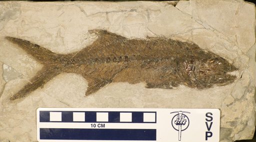 Carangopsis dorsalis