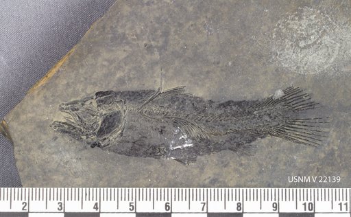 Diplurus newarki (Bryant)