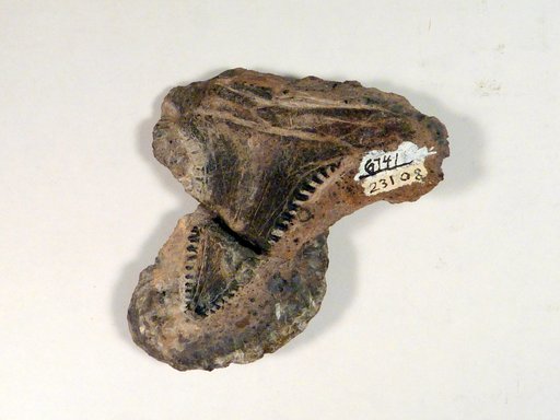 cf. Dicrenodus wortheni (Newberry)
