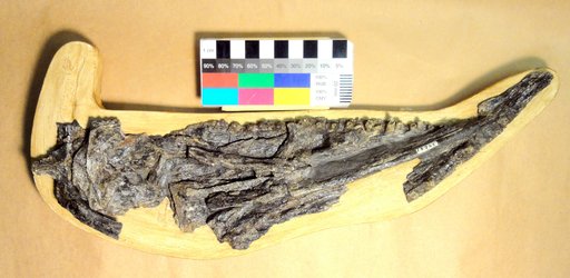 Cimolichthys nepaholica (Cope, 1872)