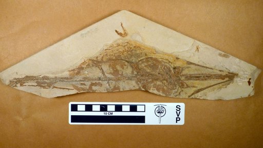 Rhinobatos maronita Pictet & Humbert