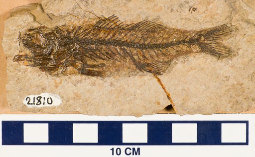 Dapalis macrurus Agassiz, 1834