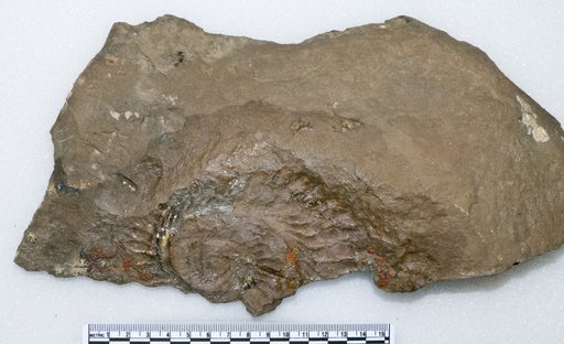 Helicoprion ferrieri (Hay)
