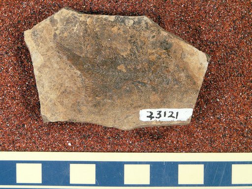 Priscacara cf. liops Cope