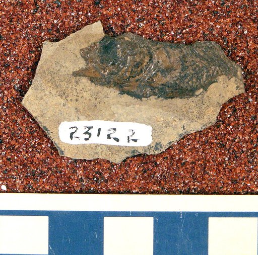 Priscacara cf. liops Cope