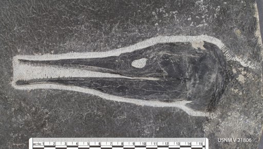 Saurichthys sp