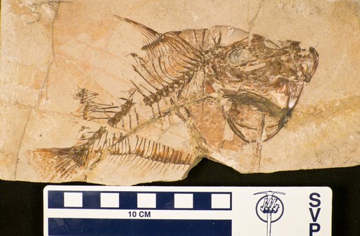 Vomeropsis longispinus Agassiz