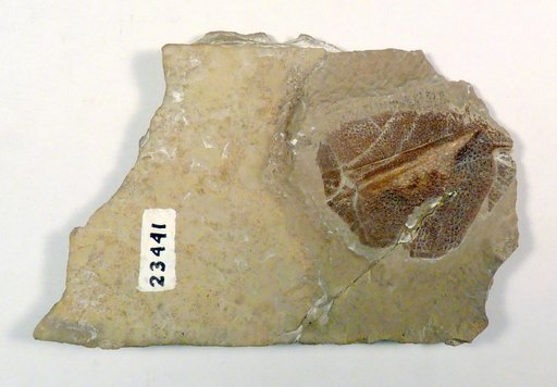 Bothriolepis cf. darbiensis Denison