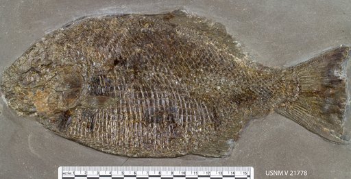 Dapedium caelatus Agassiz