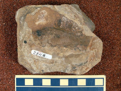Priscacara cf. liops Cope