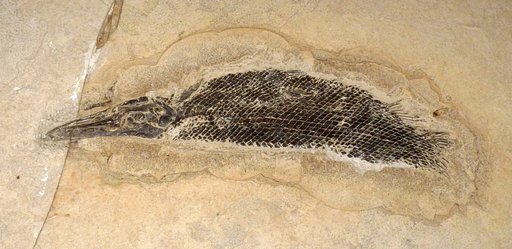 Lepisosteus sp