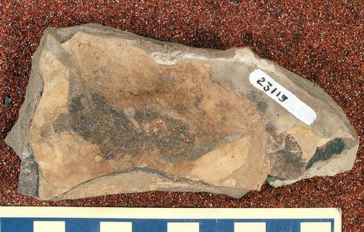 Priscacara cf. liops Cope