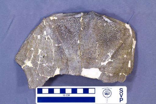 Protitanichthys cf. rockportensis Case