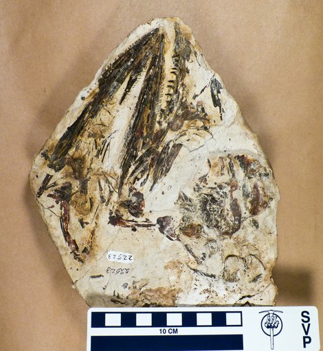 Cimolichthys sp