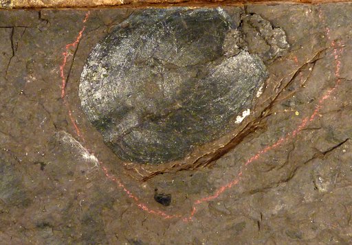 Pteraspis carmani Denison