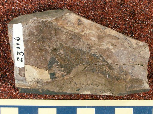 Priscacara cf. liops Cope