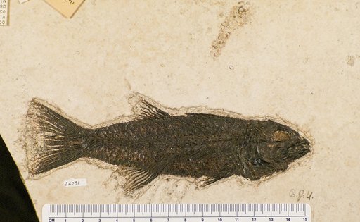 Mioplosus sp