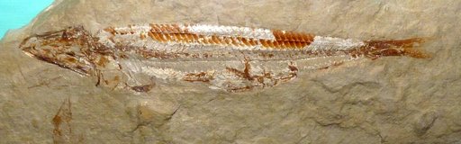 Prionolepis cataphractus (Pictet & Humbert)